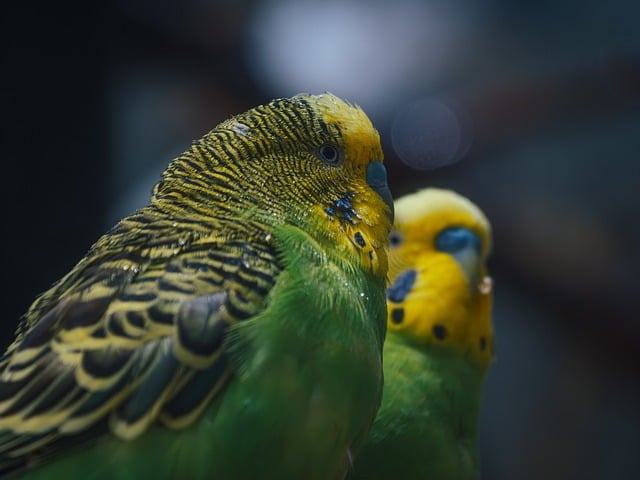 gulvtæpper
